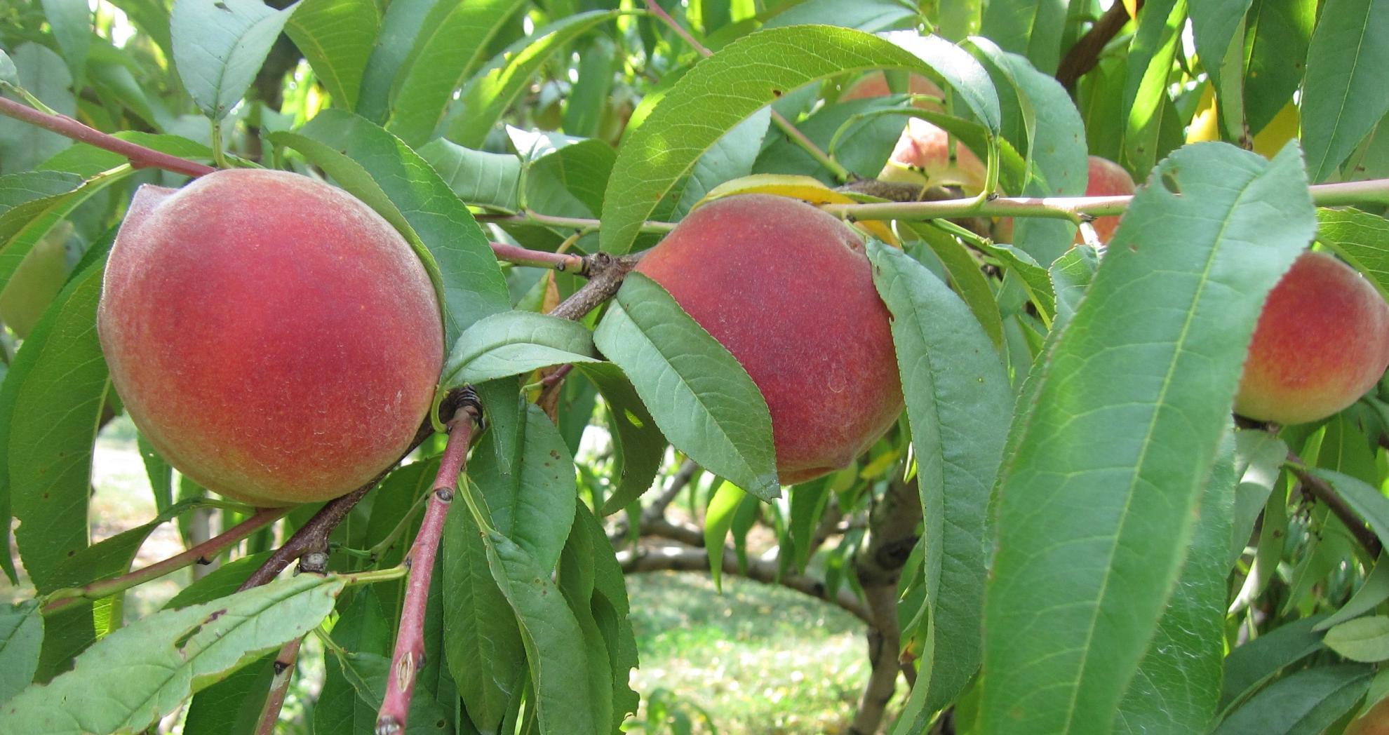 桃县's heritage: we put the peach in Georgia